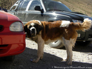 Bigass St. Bernard patrolling the checkpoints.