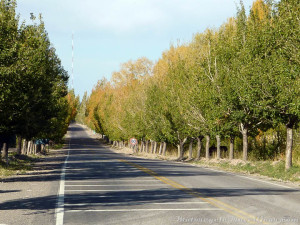 Tree-lined roads.