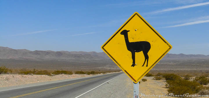 Llama crossing in the Ruta 40